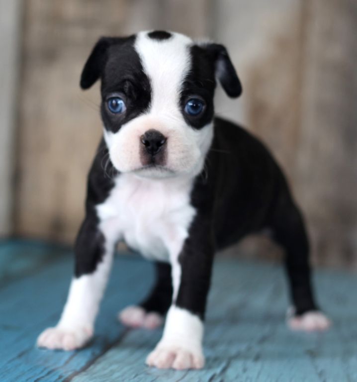 Boston Terrier Puppies For Sale East Lansing, MI 260442