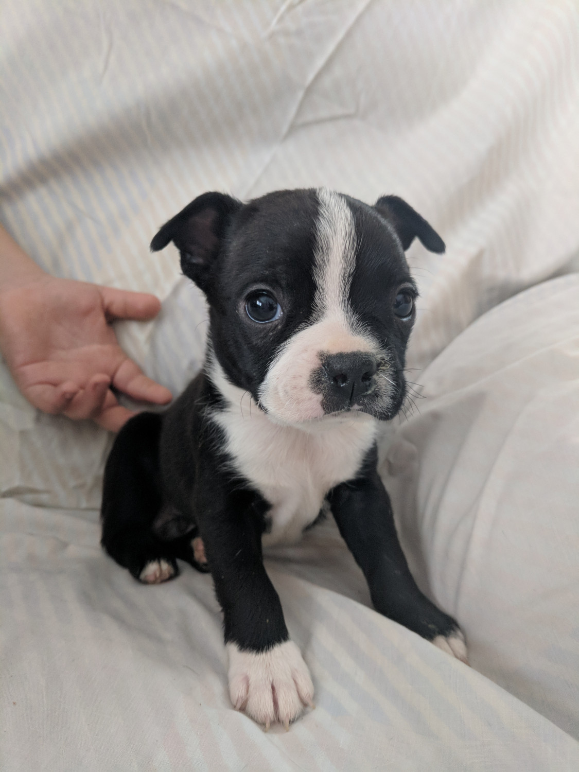 Boston Terrier Puppies For Sale Charlotte, MI 260783