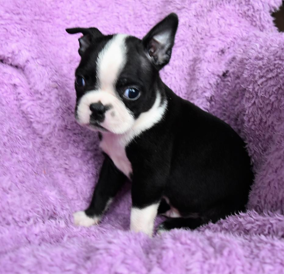 Boston Terrier Puppies For Sale San Diego, CA 261283