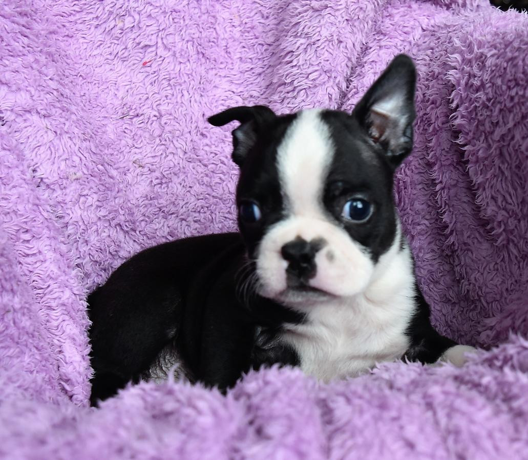 Pictures Of A Boston Terrier Dog Boston Terrier Puppies