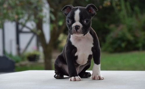 Boston Terrier Puppies For Sale | Albuquerque, NM #261815