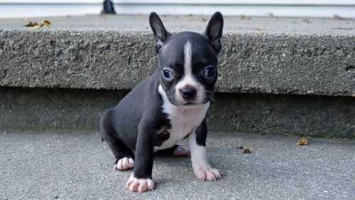 Boston Terrier Puppies For Sale Oregon City, OR 261867