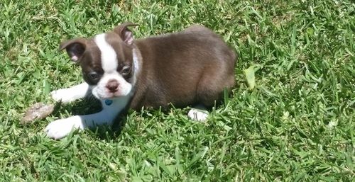 Boston Terrier Puppies For Sale Oregon City, OR 261867