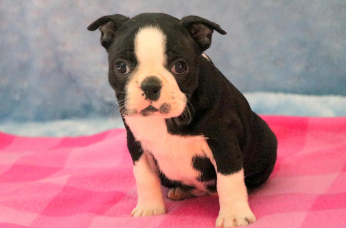 Boston Terrier Puppies For Sale Philadelphia, PA 262356
