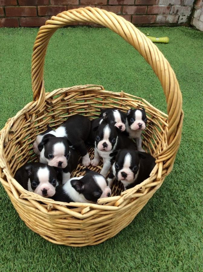 Boston Terrier Puppies For Sale Richmond, VA 265201