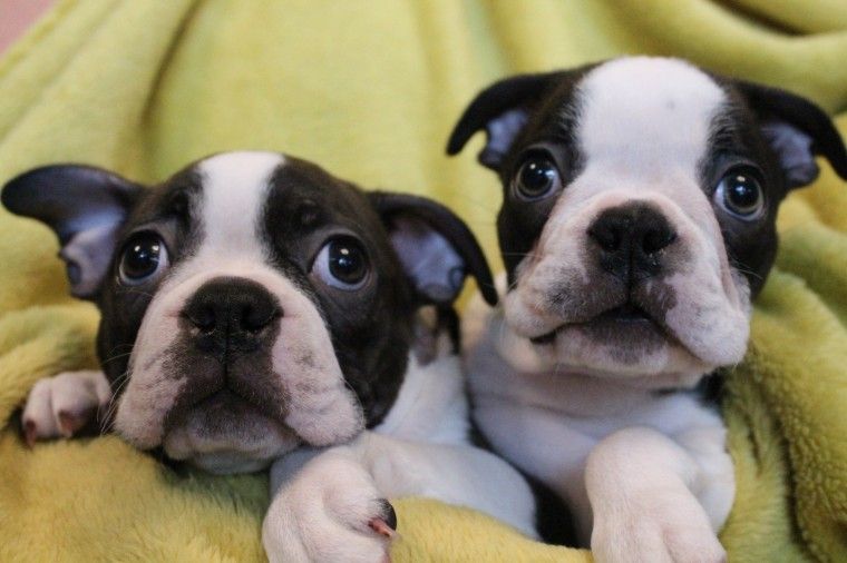 Boston Terrier Puppies For Sale Greenville, SC 267029