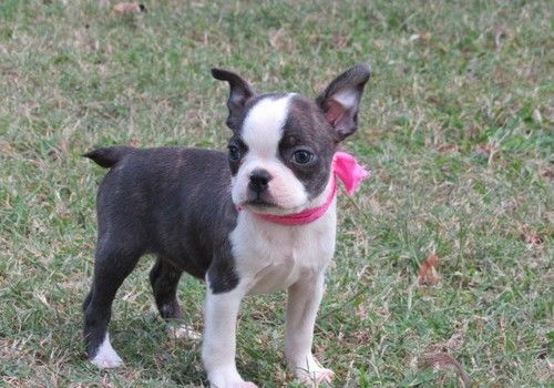 Boston Terrier Puppies For Sale Chicago, IL 267756