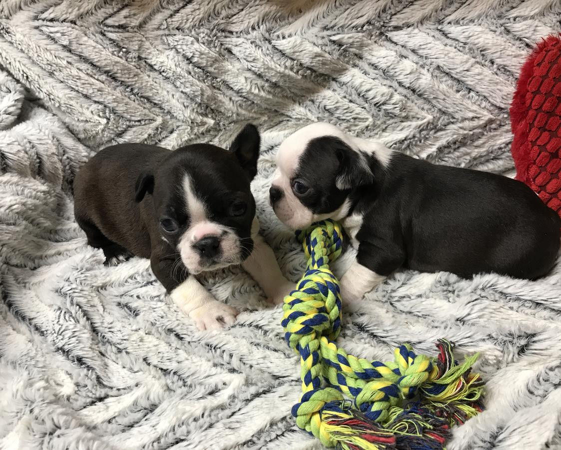 Boston Terrier Puppies For Sale Dallas, TX 269525