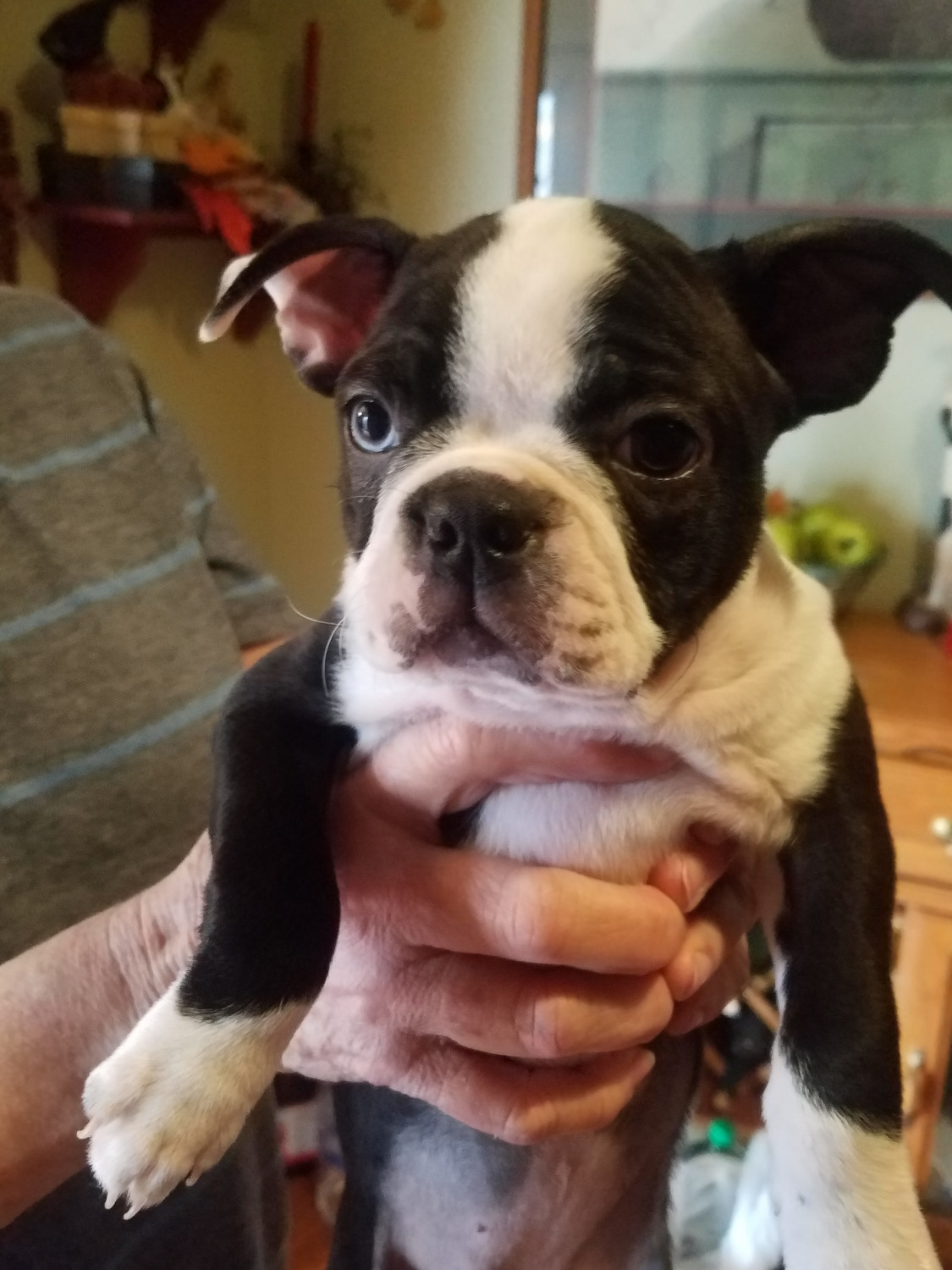 Boston Terrier Puppies For Sale Fredericksburg, VA 270263