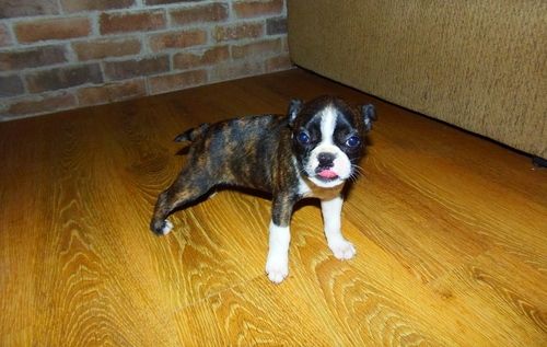 Boston Terrier Puppies For Sale Baton Rouge, LA 270623