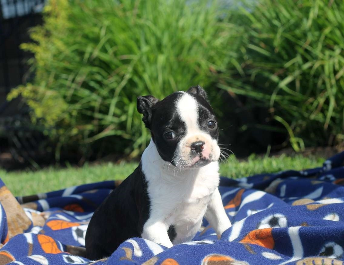 Boston Terrier Puppies For Sale Seattle, WA 271360