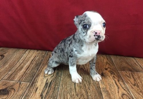 Boston Terrier Puppies For Sale Reno, NV 271489