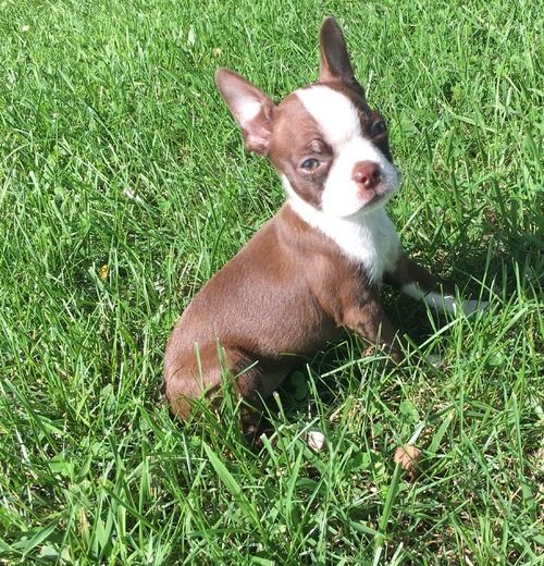 Boston Terrier Puppies For Sale Roderfield, WV 271845