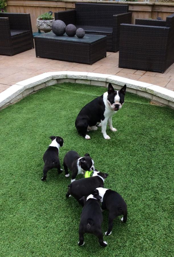 Boston Terrier Puppies For Sale New York, NY 271855