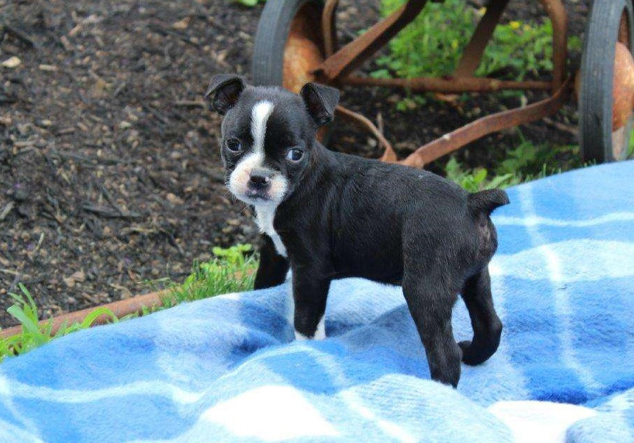Boston Terrier Puppies For Sale Pittsburgh, PA 272104