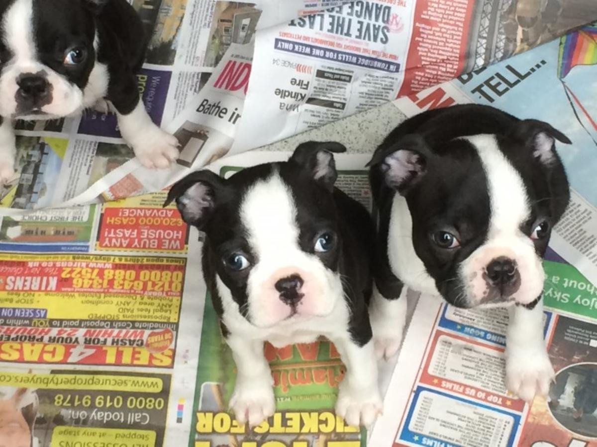 Boston Terrier Puppies For Sale Phoenix, AZ 272358