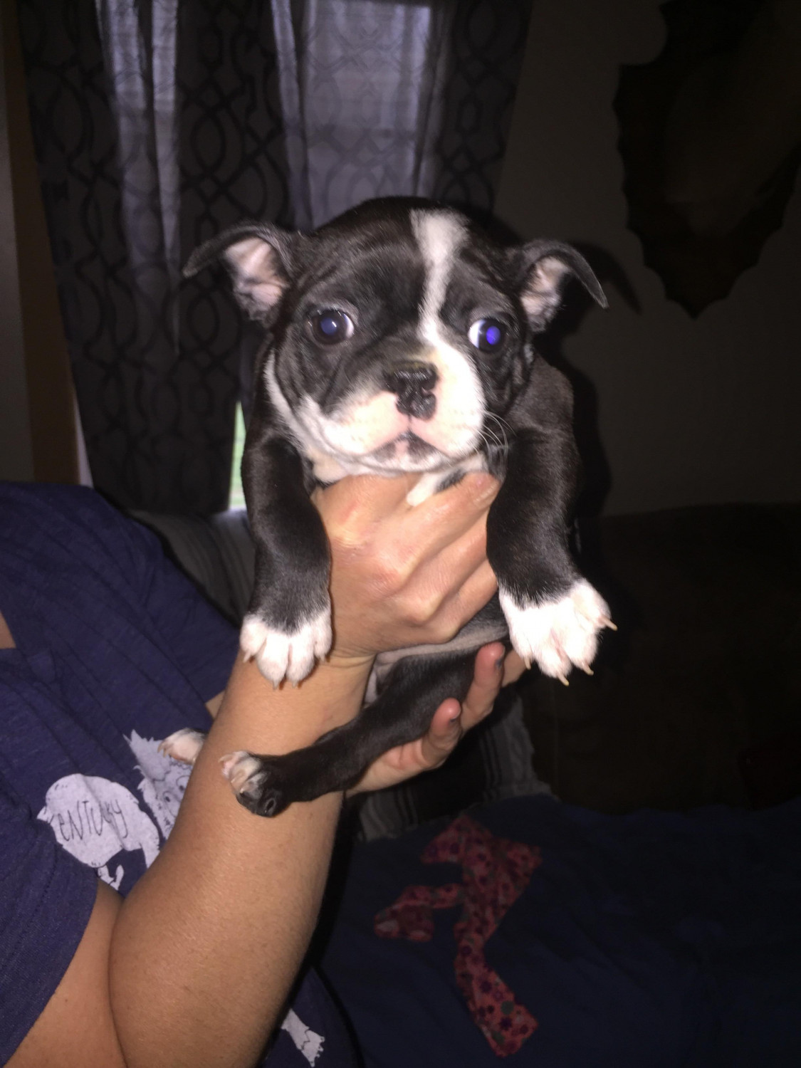 Boston Terrier Puppies For Sale Cave City, KY 273793