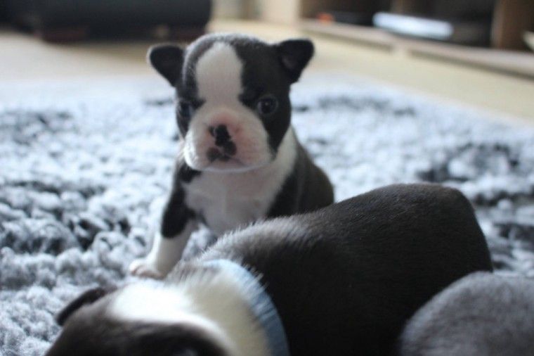 Boston Terrier Puppies For Sale Downtown, CO 276286
