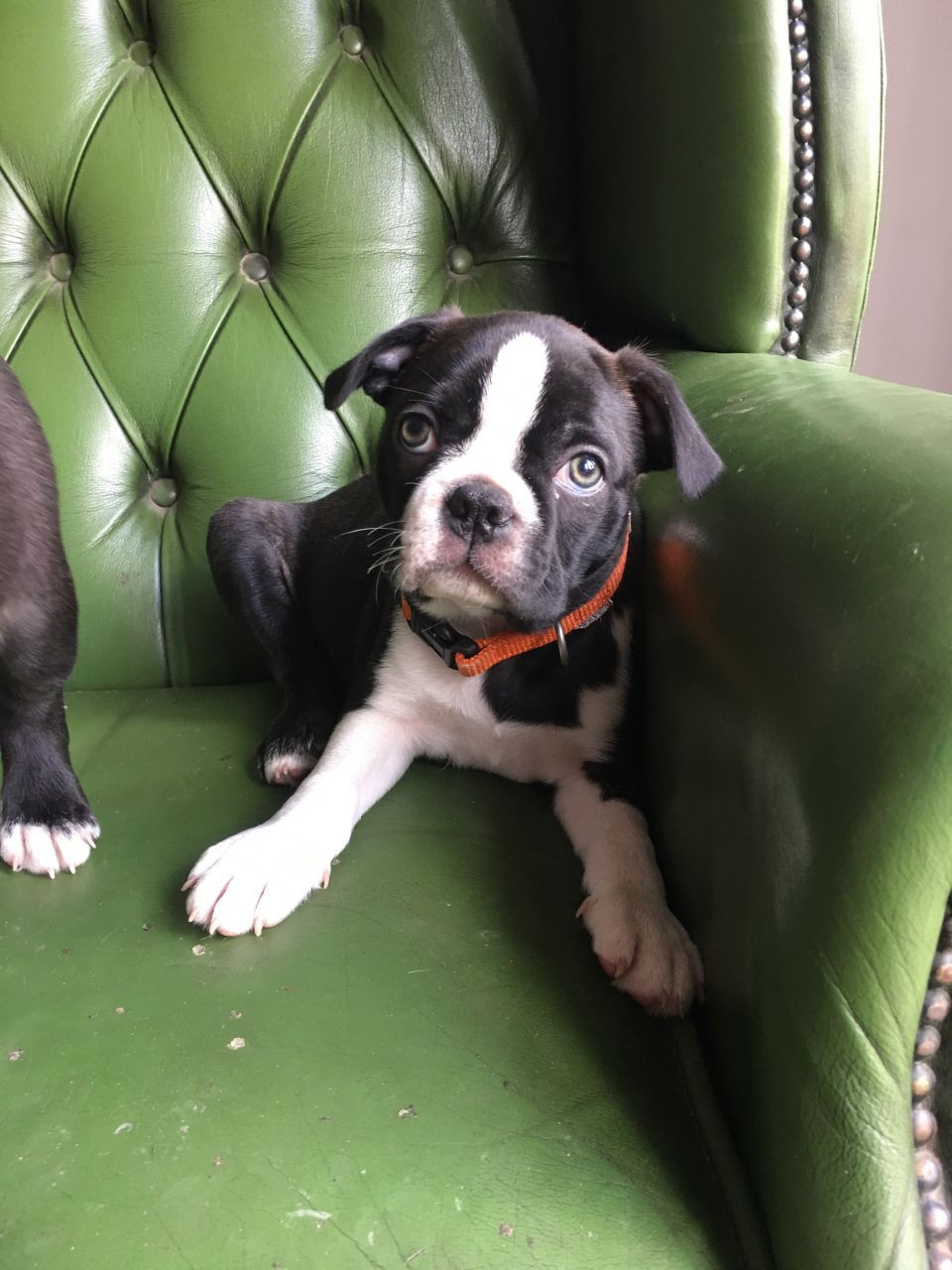 Boston Terrier Puppies For Sale Jersey City, NJ 278631