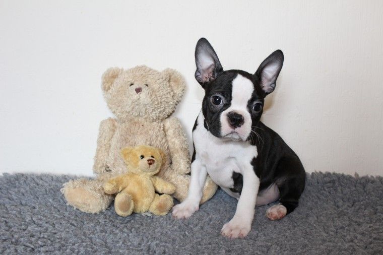 Boston Terrier Puppies For Sale Pittsburgh, PA 279004
