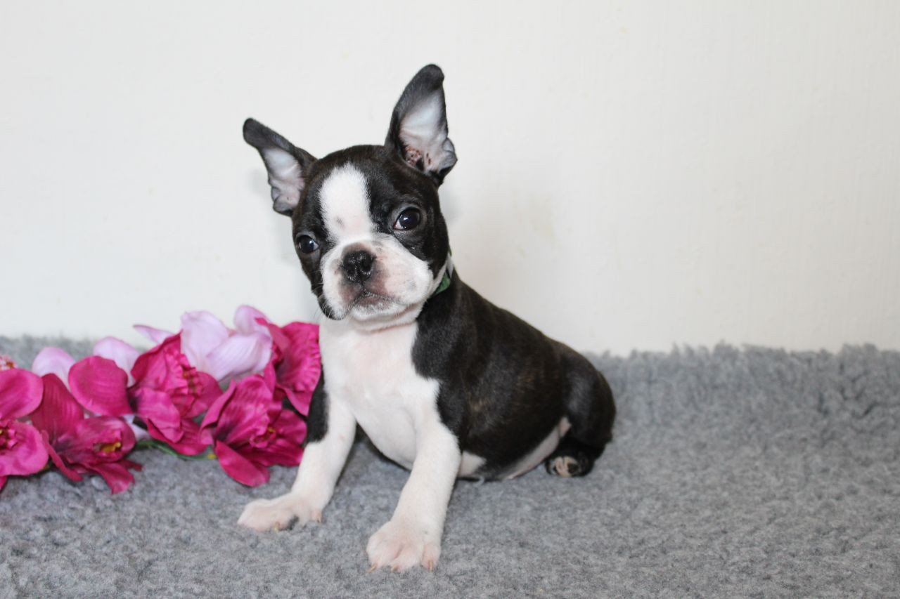 Boston Terrier Puppies For Sale Chicago, IL 279280