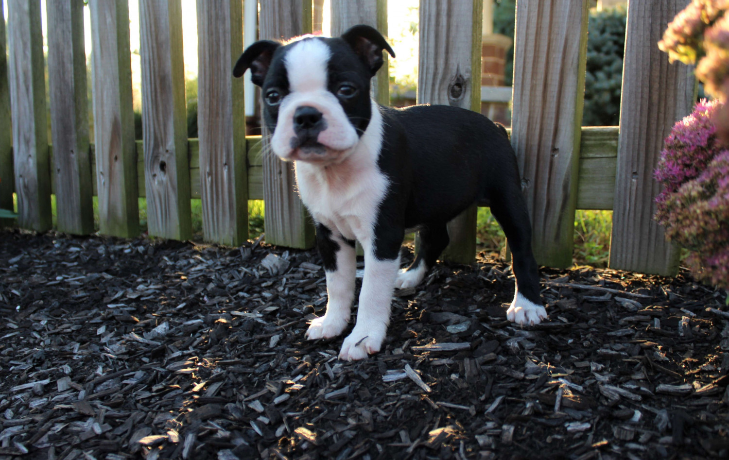 Boston Terrier Puppies For Sale Charleston, SC 280183