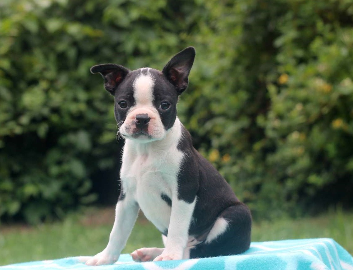 Boston Terrier Puppies For Sale Pittsburgh, PA 281431