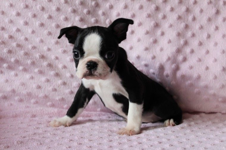 Boston Terrier Puppies For Sale Charleston, SC 281621