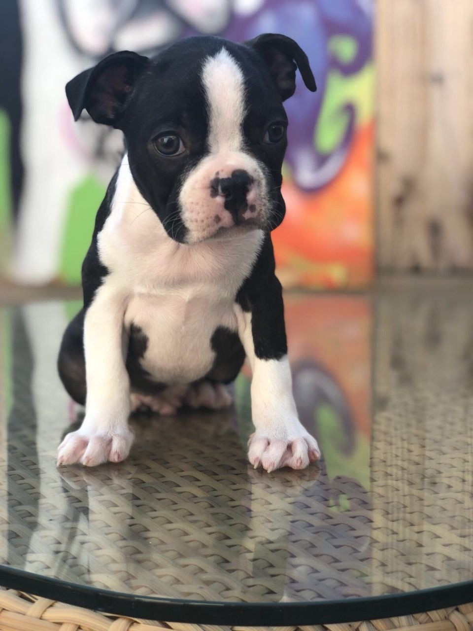 Boston Terrier Puppies For Sale Charleston, SC 281623
