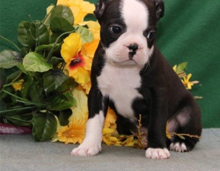 Boston Terrier Puppies For Sale Houston, TX 282539