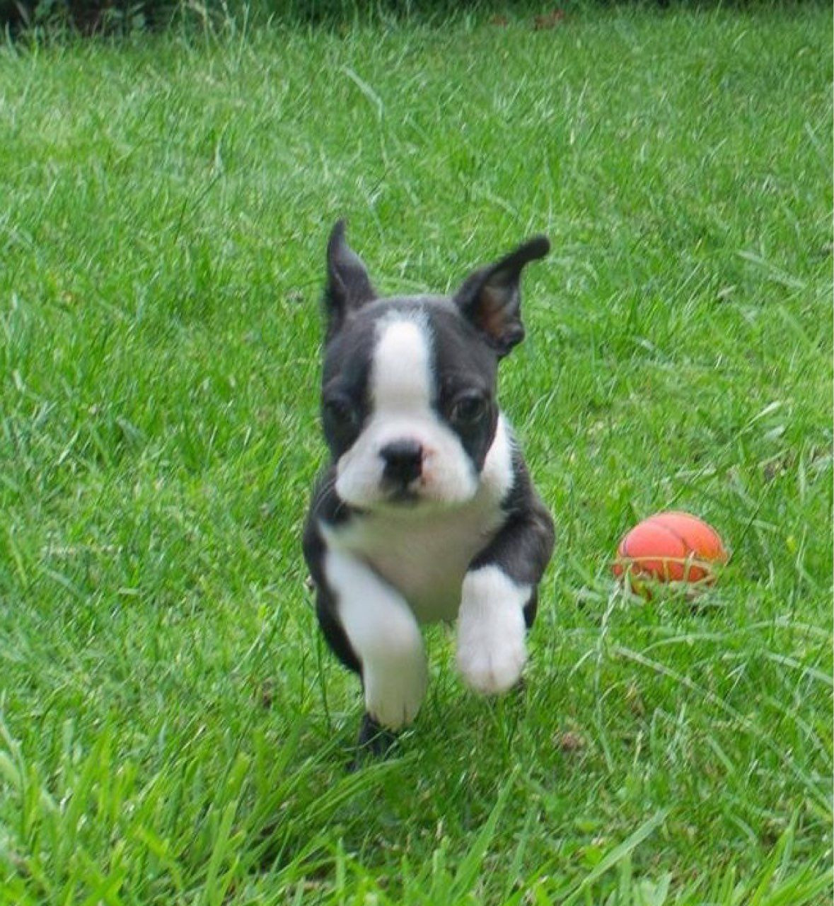 Boston Terrier Puppies For Sale Uk petfinder