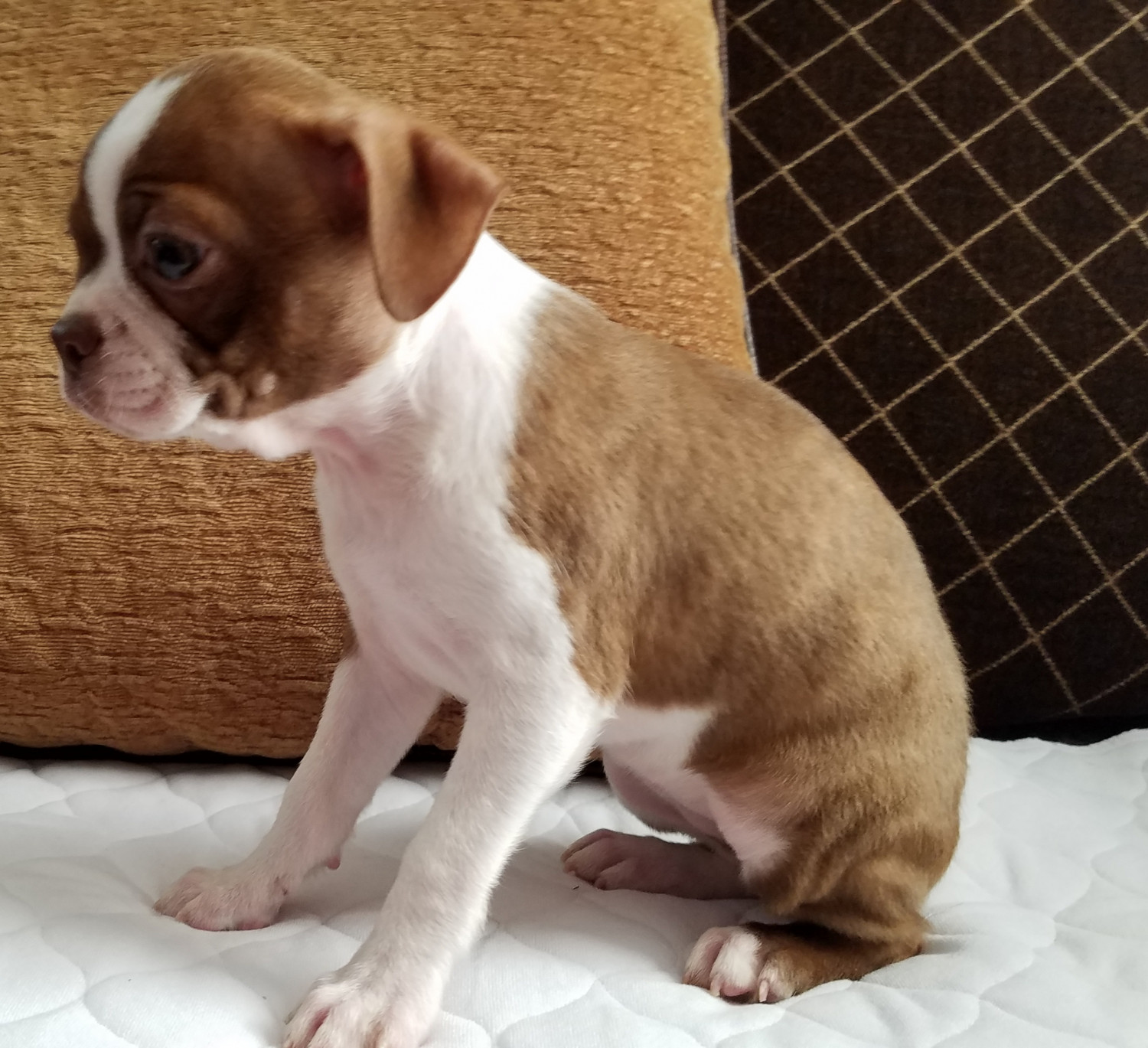 Boston Terrier Puppies For Sale Odessa, MO 283909