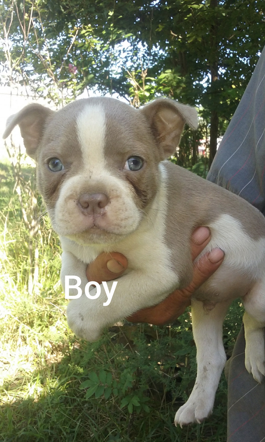 Boston Terrier Puppies For Sale Greensboro, NC 126684