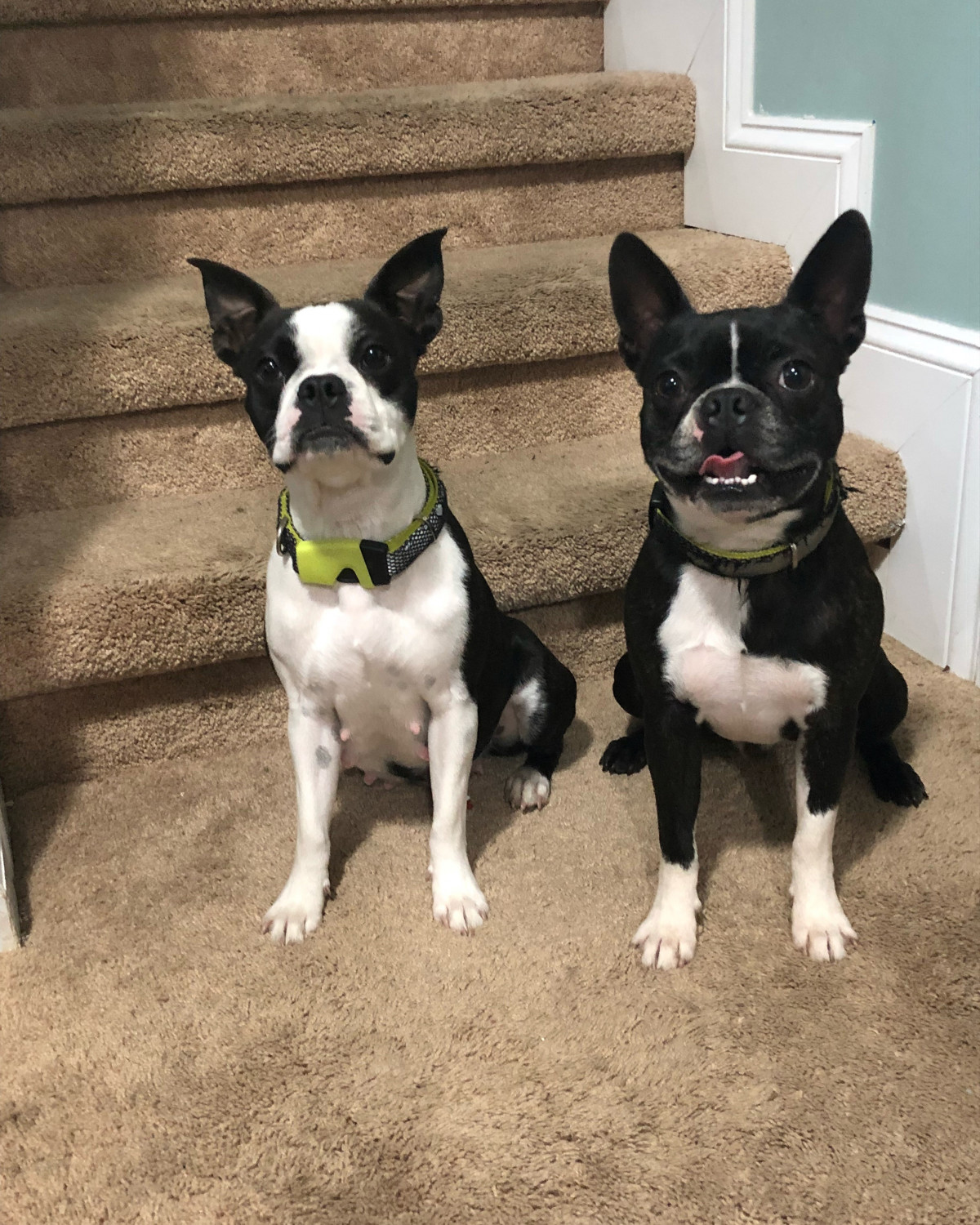 Boston Terrier Puppies For Sale Waterford Township, MI