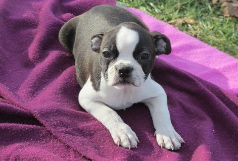 white boston terrier puppies for sale