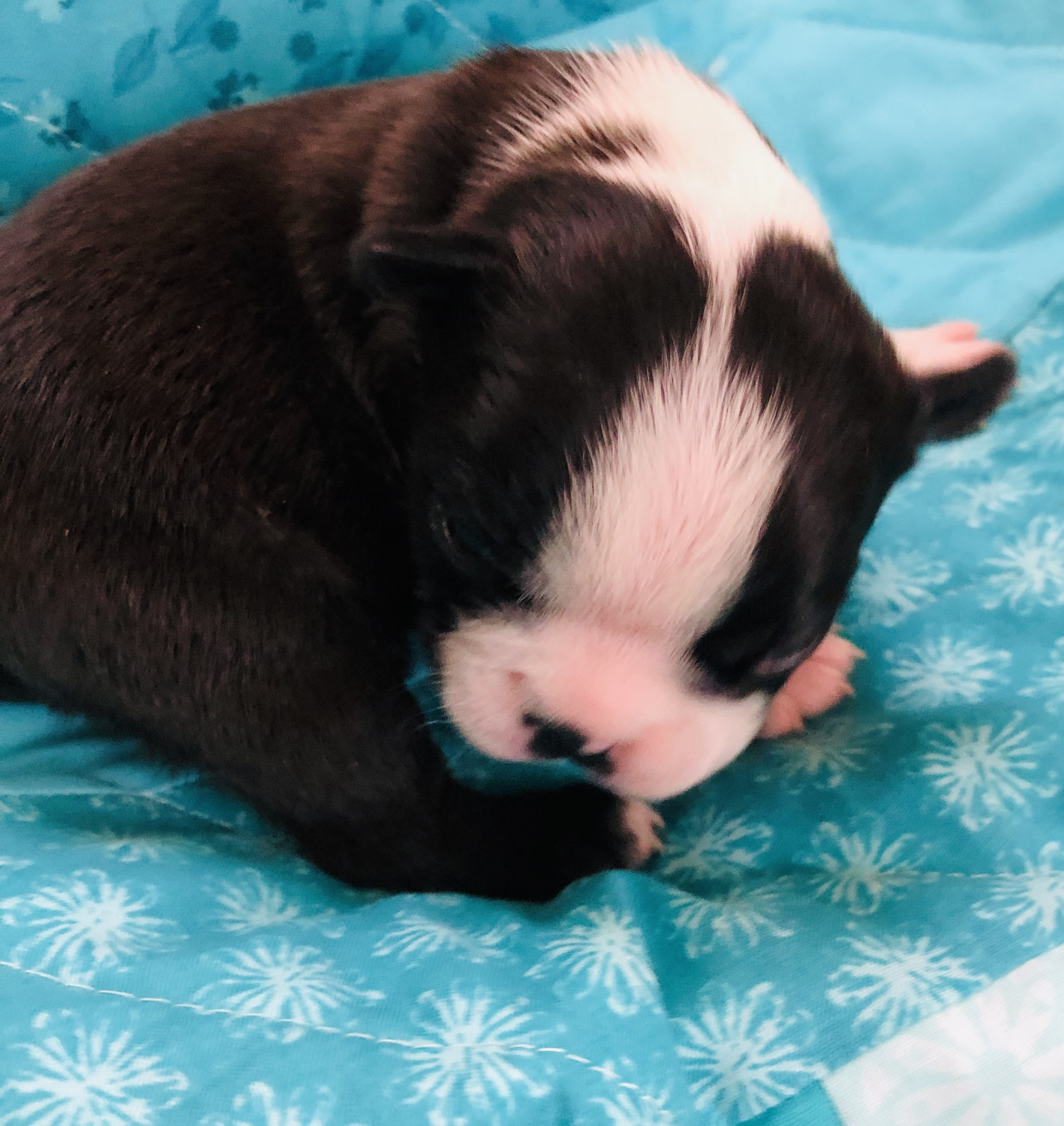 Boston Terrier Puppies For Sale Cortland, NY 292303