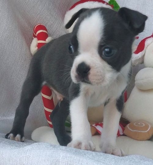 Boston Terrier Puppies For Sale Baton Rouge, LA 292665