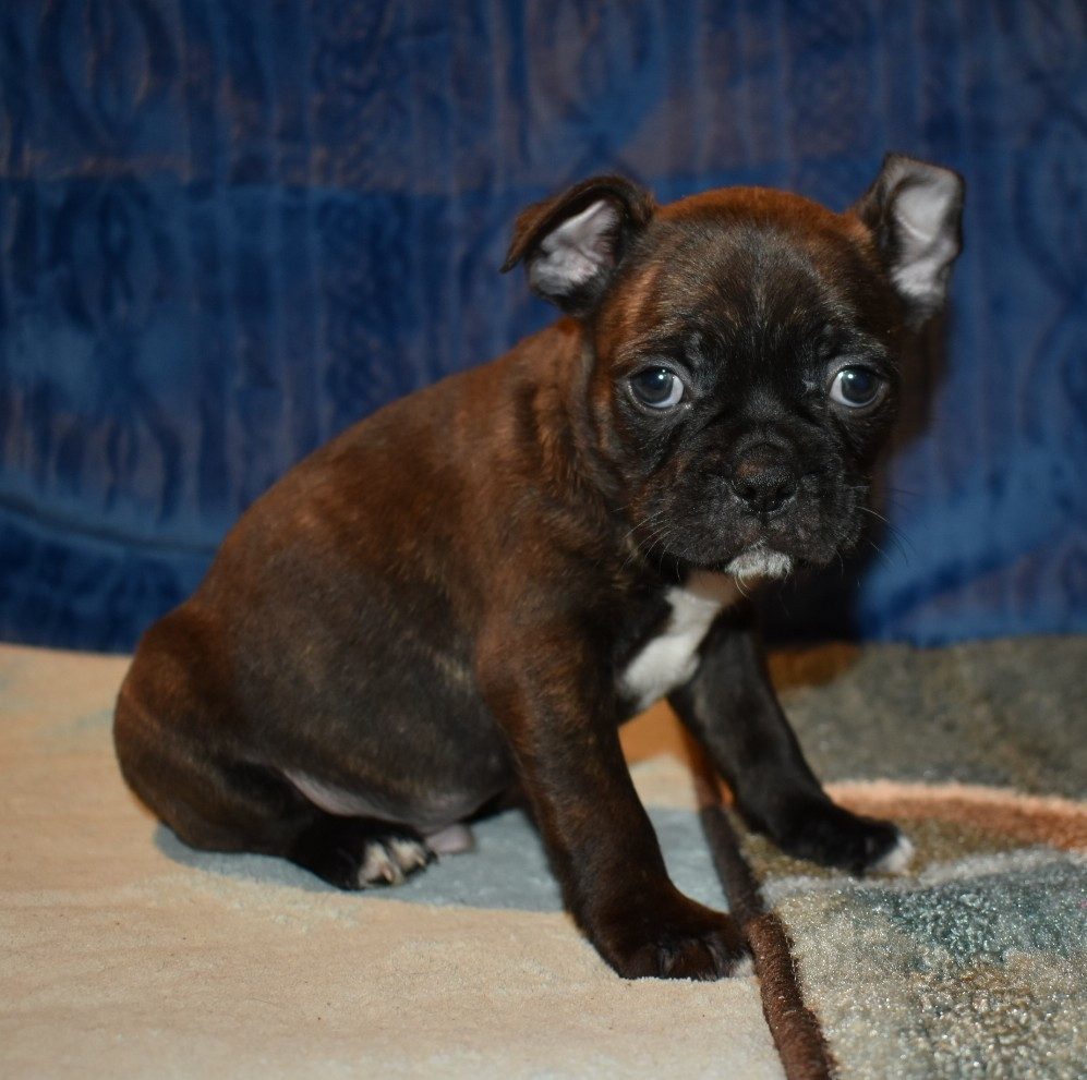 Boston Terrier Puppies For Sale Dayton, OH 291670