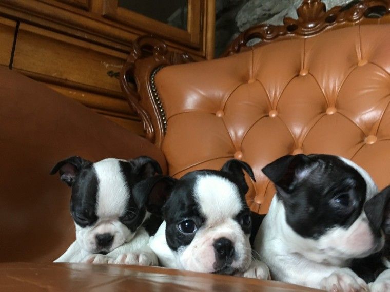 Boston Terrier Puppies For Sale Phoenix, AZ 294444