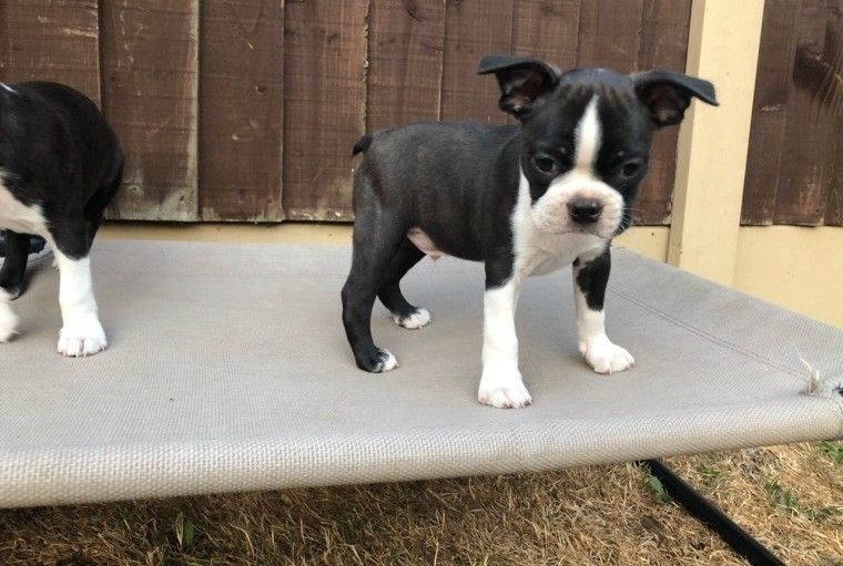 Boston Terrier Puppies For Sale Charlotte, NC 294942