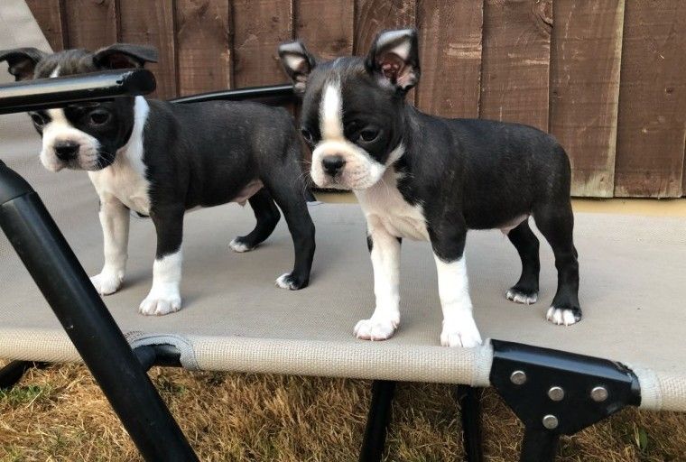Boston Terrier Puppies For Sale Charlotte, NC 294942