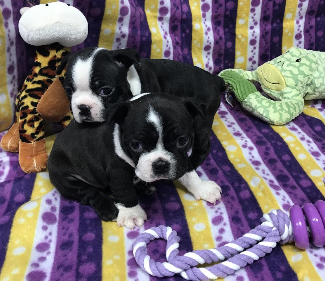 Boston Terrier Puppies For Sale Indianapolis, IN 295077