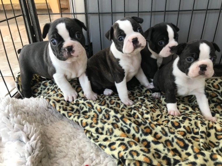Boston Terrier Puppies For Sale Jacksonville, FL 295082