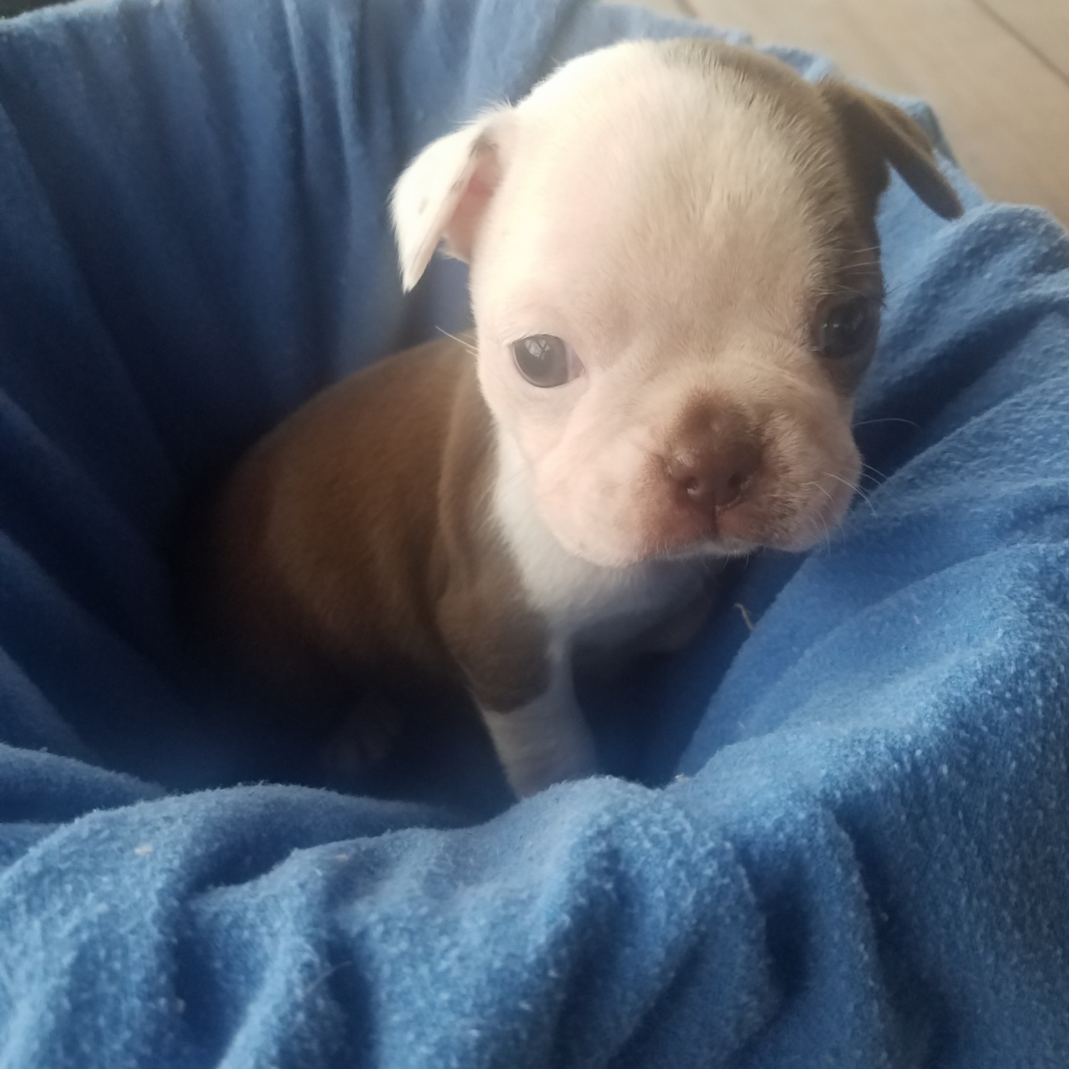 Blue Boston Terrier Puppies For Sale PetsWall