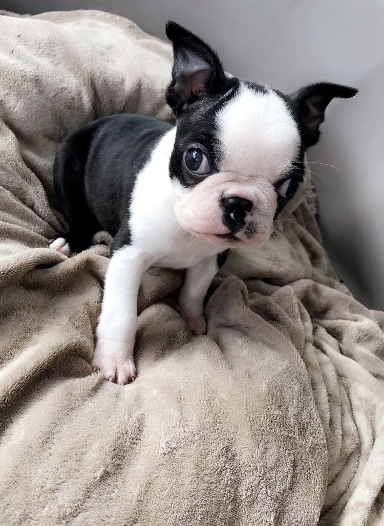 Boston Terrier Puppies For Sale Los Andes Street, CA 295306