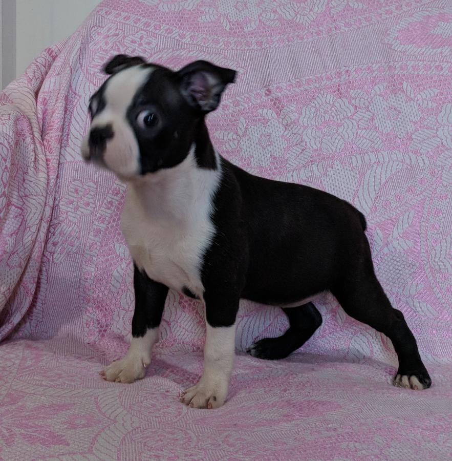Boston Terrier Puppies For Sale WinstonSalem, NC 295979
