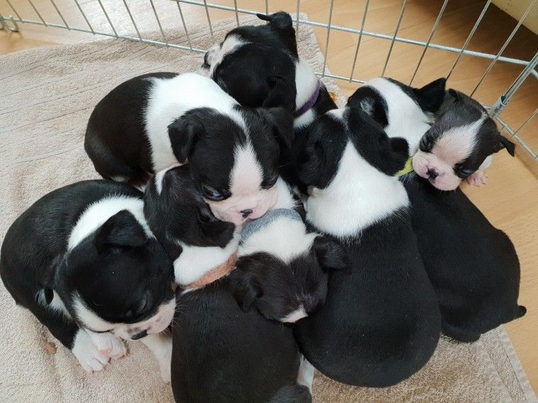 Boston Terrier Puppies For Sale | Los Angeles, CA #295996