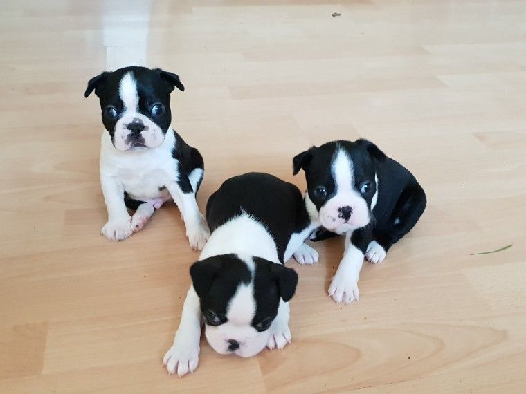 Boston Terrier Puppies For Sale Los Angeles, CA 295996