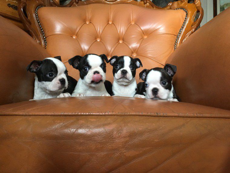 Boston Terrier Puppies For Sale Chicago, IL 296225