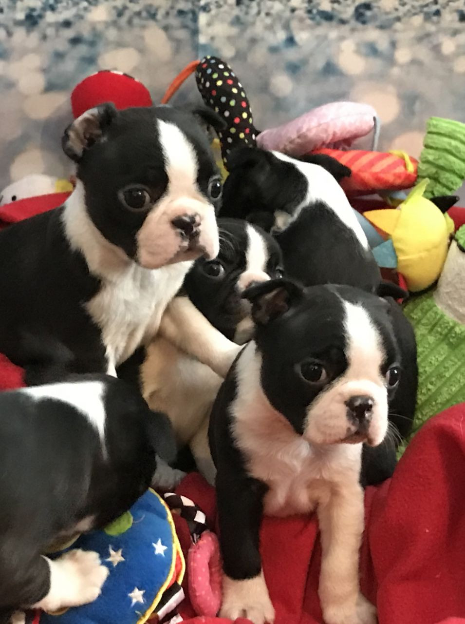 Boston Terrier Puppies For Sale Chicago, IL 296468